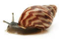 Achatina balteata infrafusca Congo juvenil 2,5cm